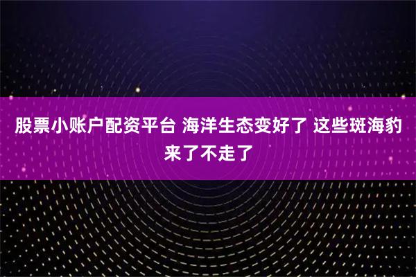 股票小账户配资平台 海洋生态变好了 这些斑海豹来了不走了